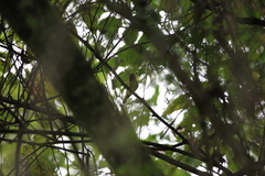 Phylloscopus castaniceps
