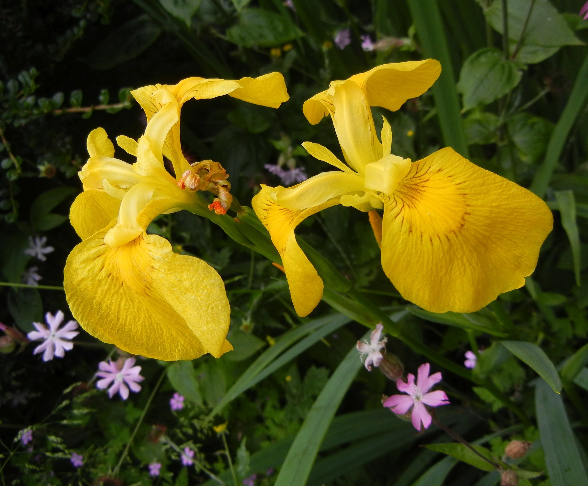 iris japonés amarillo