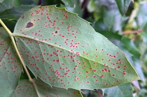 mahonia rust