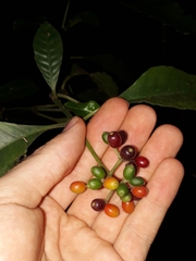 Psychotria carthagenensis