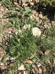 Anemone multifida multifida