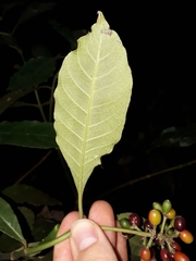 Psychotria carthagenensis