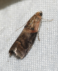 Acrobasis palliolella