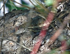 Sceloporus albiventris