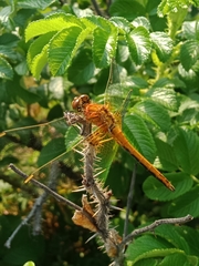 Sympetrum flaveolum