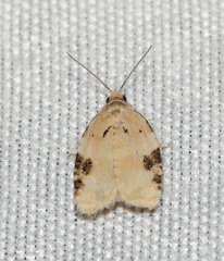 Acleris simpliciana