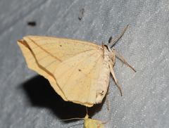Tetracis crocallata