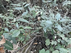 Psychotria carthagenensis