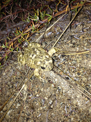 Anaxyrus californicus