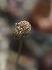 Crinipellis piceae image