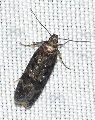 Chionodes pereyra