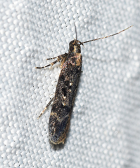 Chionodes pereyra