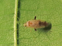 Compsidolon salicellum