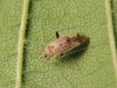 Compsidolon salicellum