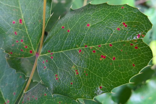 mahonia rust