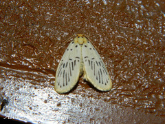 Stigmatophora palliduspalmata