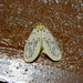 Stigmatophora palliduspalmata - Photo (c) 112602805110920073392, μερικά δικαιώματα διατηρούνται (CC BY-NC-ND), uploaded by 112602805110920073392