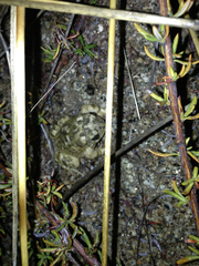 Anaxyrus californicus