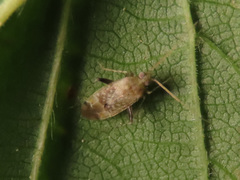 Compsidolon salicellum