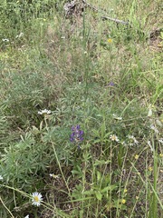 Lupinus caudatus caudatus