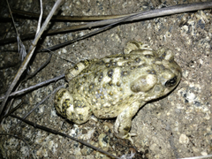 Anaxyrus californicus