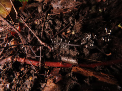 Ophiocordyceps entomorrhiza