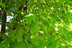 Apiognomonia errabunda