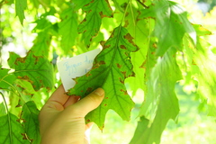 Apiognomonia errabunda