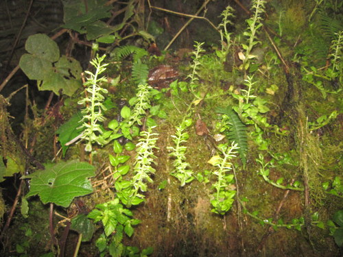 Liparis brachystalix