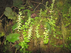 Liparis brachystalix