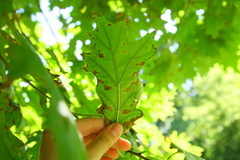 Apiognomonia errabunda