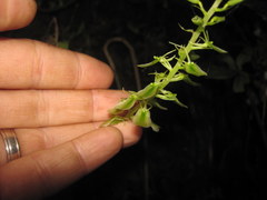 Liparis brachystalix