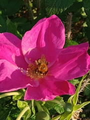 Bombus hypnorum