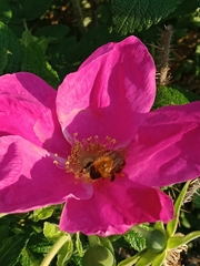 Bombus hypnorum