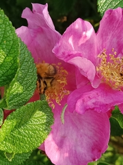 Bombus hypnorum