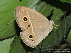 Mycalesis gotama fulginia