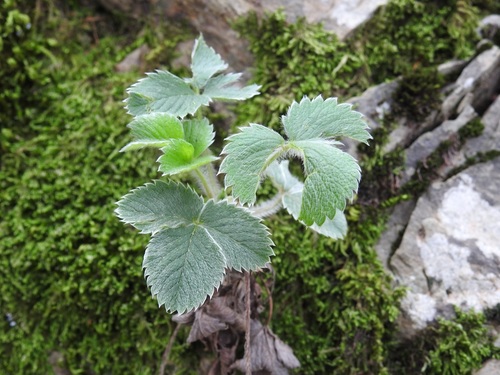 Potentilla micrantha image