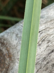 Cladium