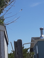 Xanthocephalus xanthocephalus