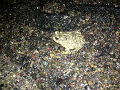 Anaxyrus californicus