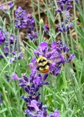 Bombus huntii