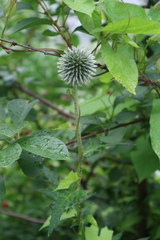 Echinops exaltatus