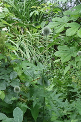 Echinops exaltatus
