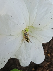 Eupeodes corollae