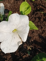 Eupeodes corollae