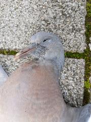 Columba palumbus