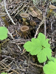 Pseudoarmillariella ectypoides