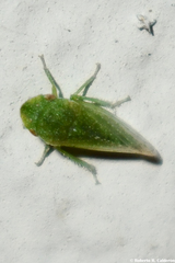 Xerophloea viridis