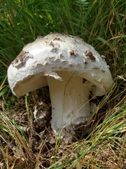Amanita strobiliformis