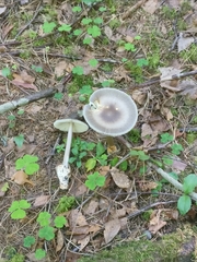 Amanita umbrinolutea